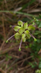 Grevillea mucronulata