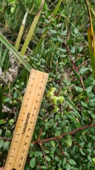 Grevillea mucronulata