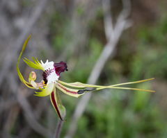Caladenia tentaculata