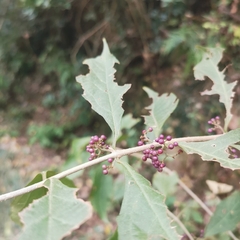 Callicarpa
