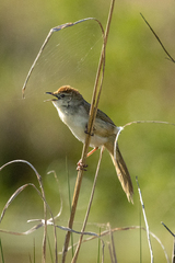 Cincloramphus timoriensis