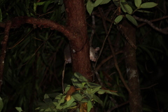 Uromys caudimaculatus