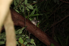 Uromys caudimaculatus