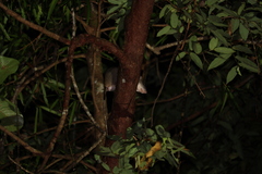 Uromys caudimaculatus