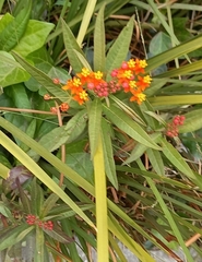 Asclepias curassavica