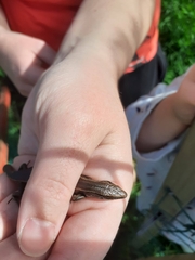 Oligosoma polychroma