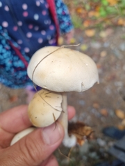 Volvariella bombycina