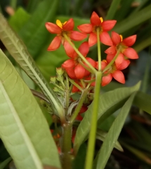 Asclepias curassavica