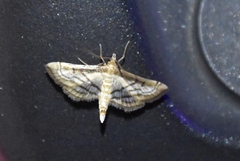 Marasmia trapezalis