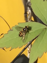 Eupeodes latifasciatus