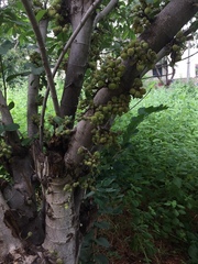 Ficus hispida