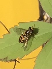 Eupeodes latifasciatus