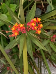 Asclepias curassavica