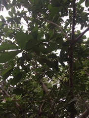 Ficus hispida
