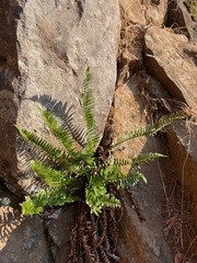 Polystichum