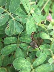 Catantopinae