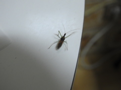 Zelus renardii
