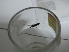 Zelus renardii