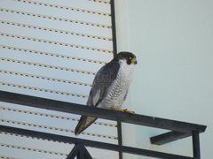 Falco peregrinus