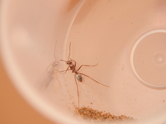 Cataglyphis bombycina