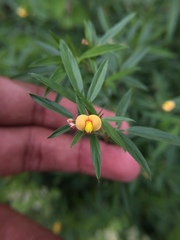 Stylosanthes