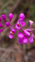 Comesperma ericinum