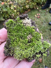 Bryum