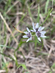 Wurmbea dioica