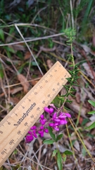 Comesperma ericinum