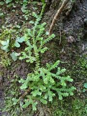 Selaginella denticulata