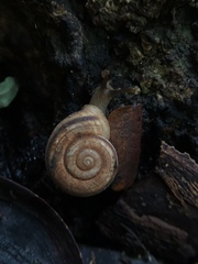Trachia fallaciosa