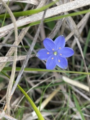 Chamaescilla corymbosa