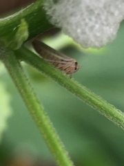 Agalliini