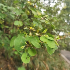 Campylotropis macrocarpa