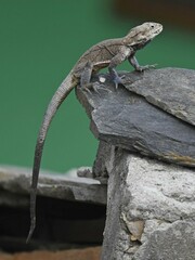 Laudakia tuberculata