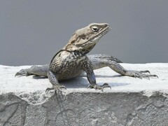 Laudakia tuberculata