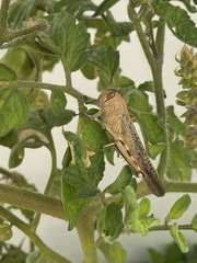 Anacridium aegyptium
