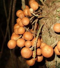 Dysoxylum parasiticum