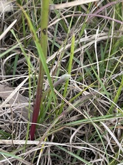 Thelymitra