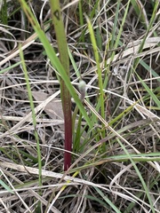Thelymitra