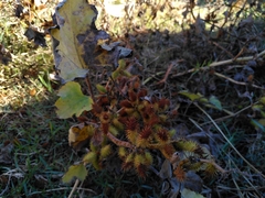 Xanthium orientale italicum