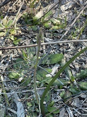 Thelymitra