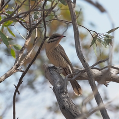 Acanthagenys rufogularis
