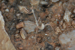 Empusidae