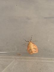 Miltochrista miniata