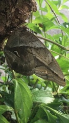 Eryphanis automedon