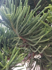 Eutacta