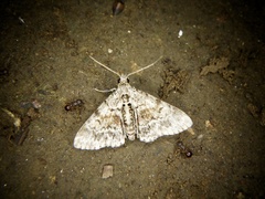 Paragona cleorides