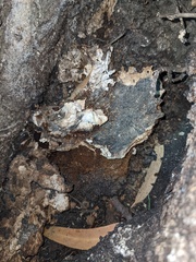 Laetiporus gilbertsonii