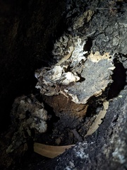 Laetiporus gilbertsonii